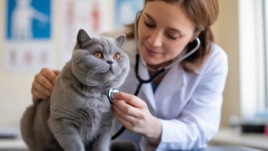 Find Pet Hospitals: A Complete Guide to Quality Veterinary Care