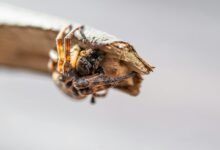 innovative digital growth strategy